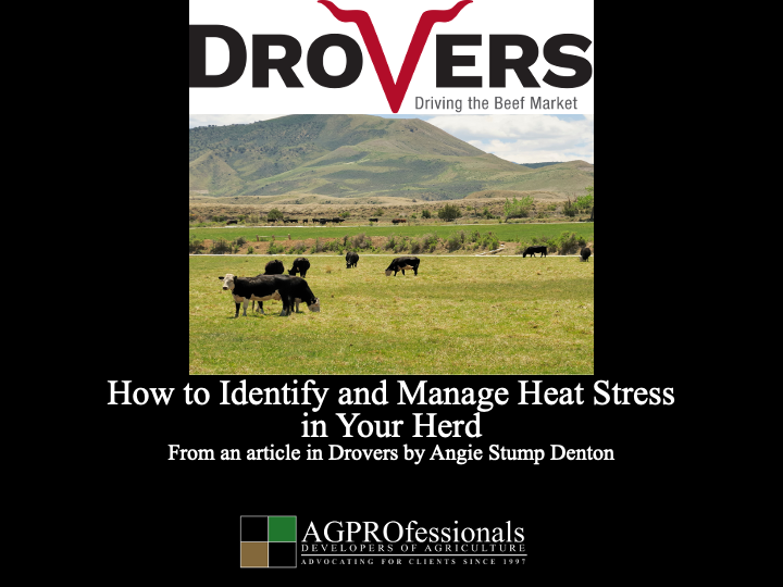 How to Identify and Manage Heat Stress   in Your Herd  .png