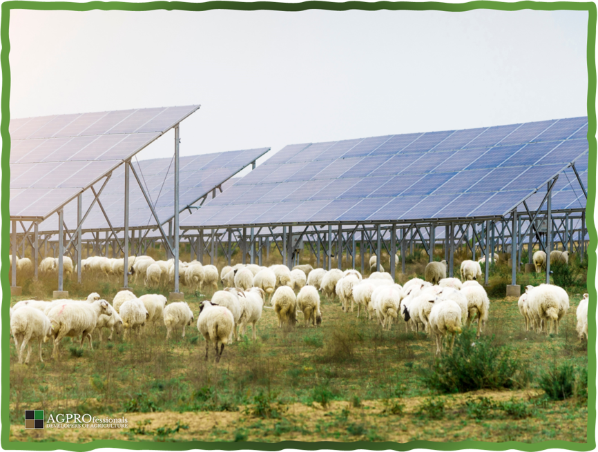 Renewable Energy Has Become a Key Component of Agriculture Sheep Grazing Solar Panels.png