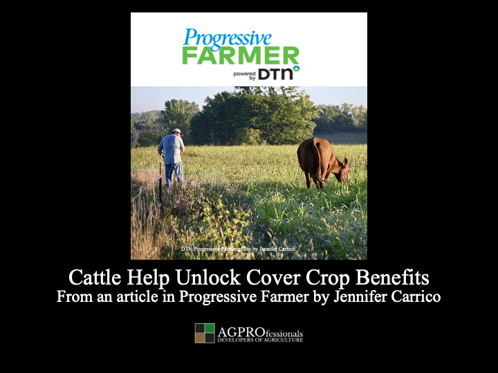 cattle help unlock cover crop benefits.png