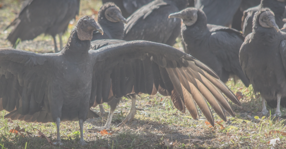 black vultures.png