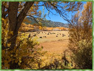 Understanding Ranching in the West, Ranching