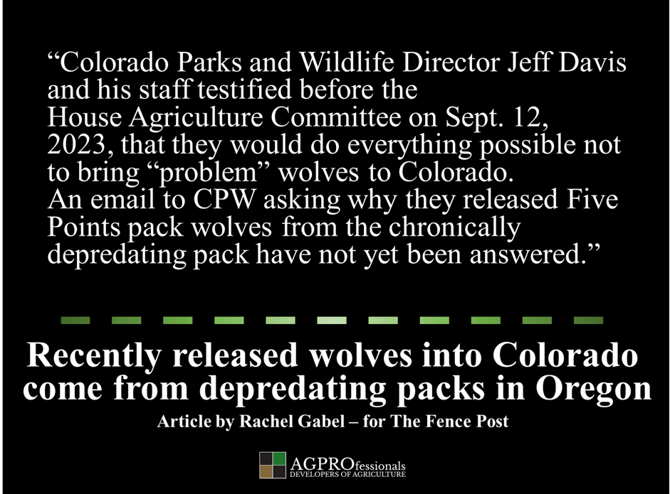 Wolves released in Colorado came from a pack that kills livestock in Oregon