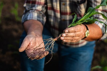 Agronomy