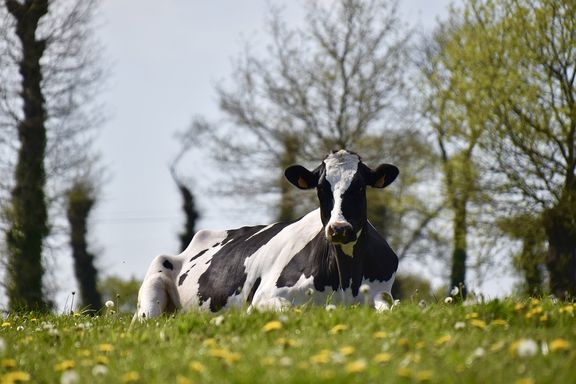 Spring Dairy Cow.jpg