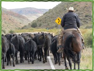 Grazing on Federally Managed Public Lands