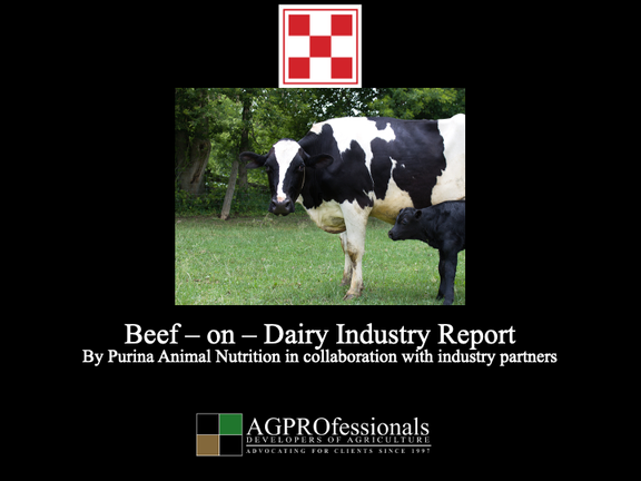 beef on dairy industry report.png