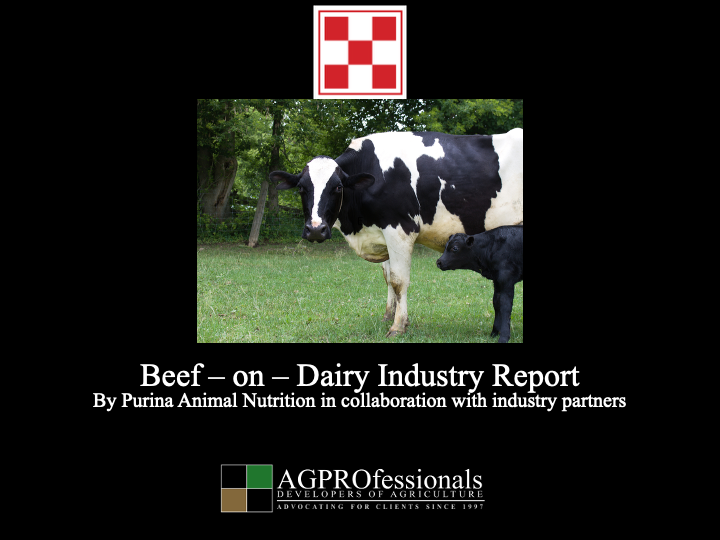 beef on dairy industry report.png