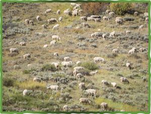 Taylor Grazing Act, Sheep Grazing, Grazing Rights, 