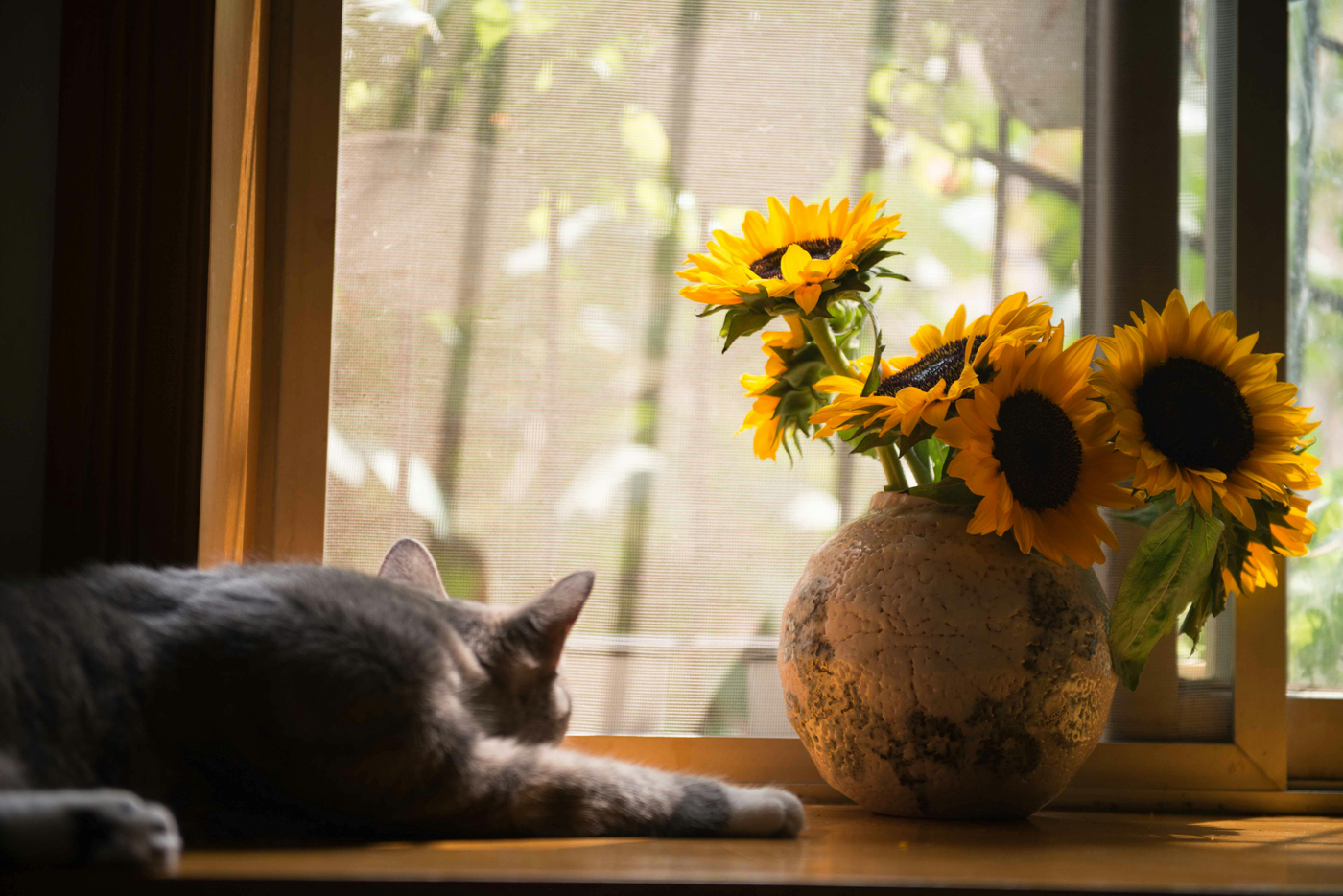 pexels-catscoming-674580.jpg