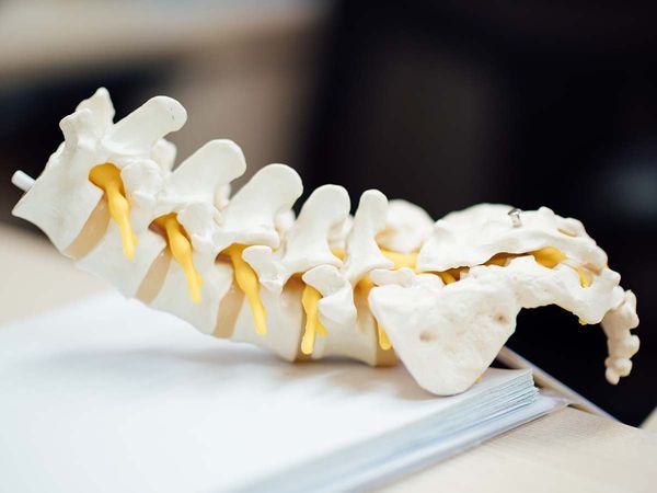 mockup of spine at chiropractors office