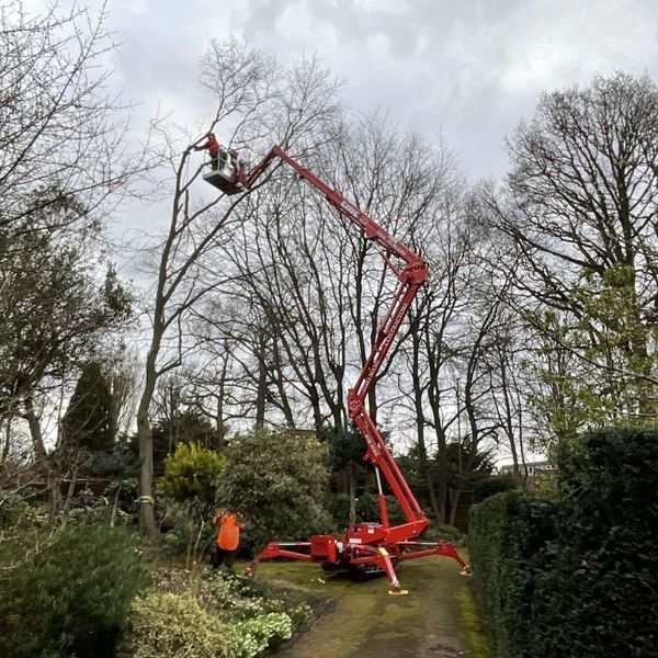 person removing a tree on machine