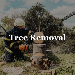 tree removal-icon.jpg
