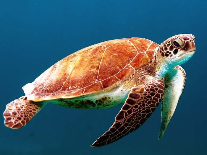 sea turtle 