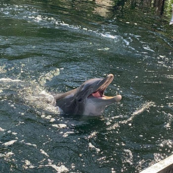dolphin with mouth open