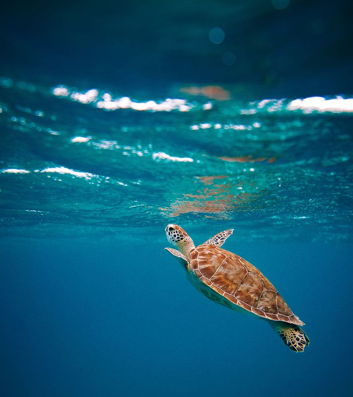 A sea turtle swimming toward the ocean's surface