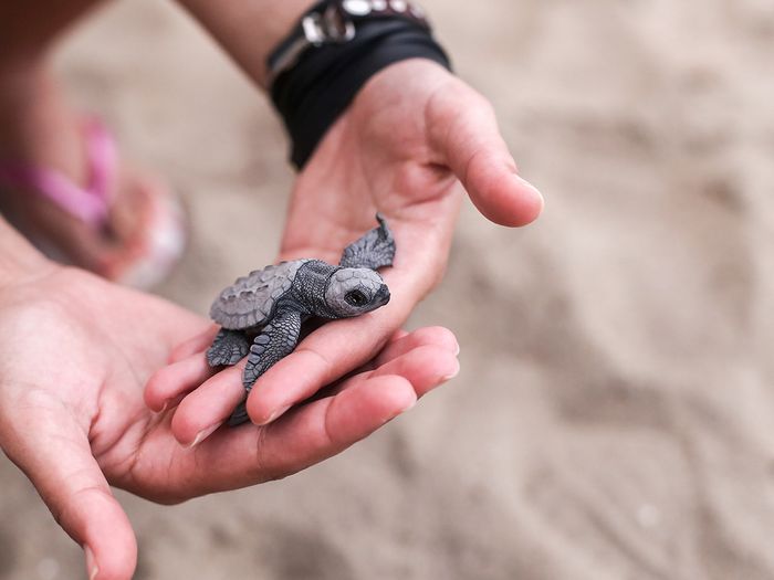 A baby turtle in a person's hands