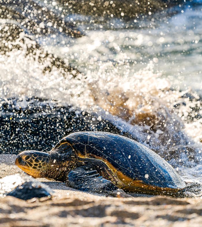 A sea turtle on a beach being splashed by waves
