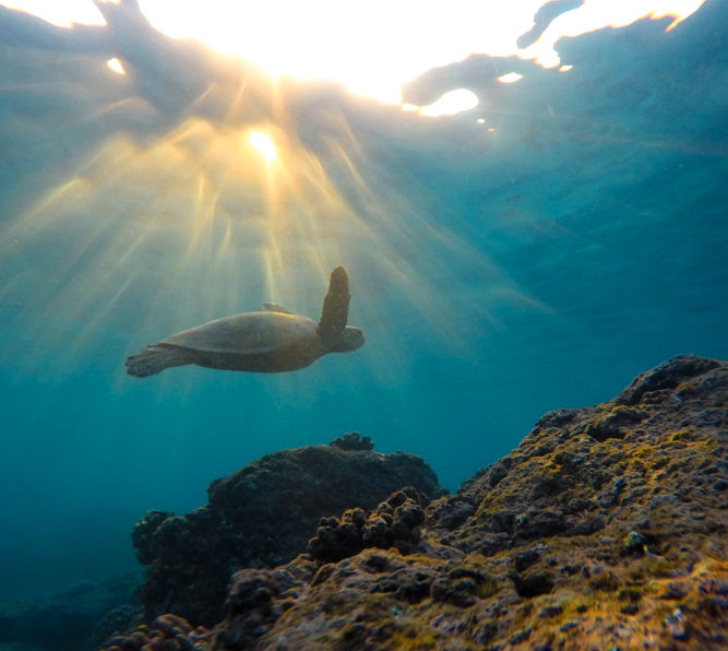 Sea turtle under water