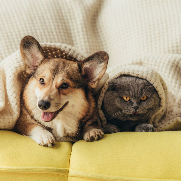 dog and cat snuggling on couch