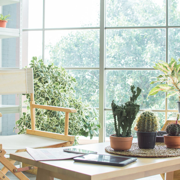 office apartment space filled with plants