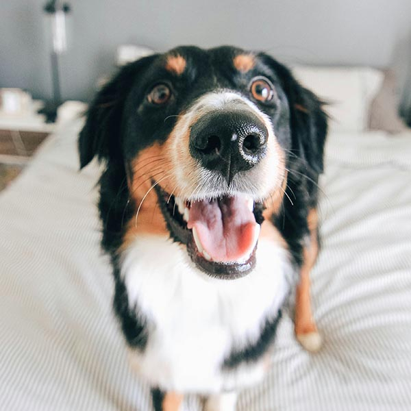 happy dog on a bed