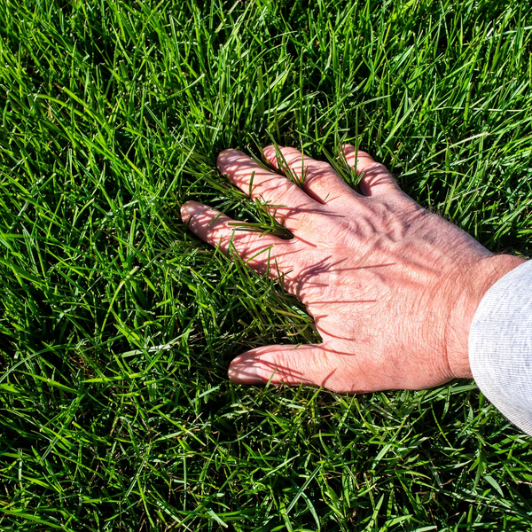 checking grass checking grass
