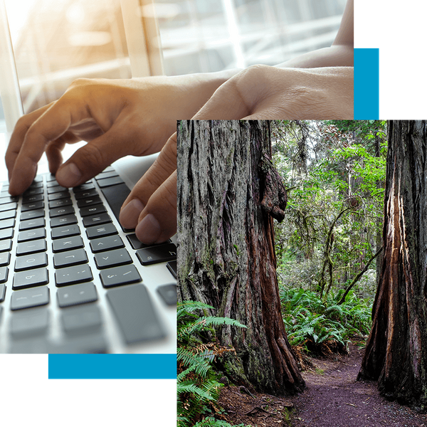 hands at keyboard and redwood trees