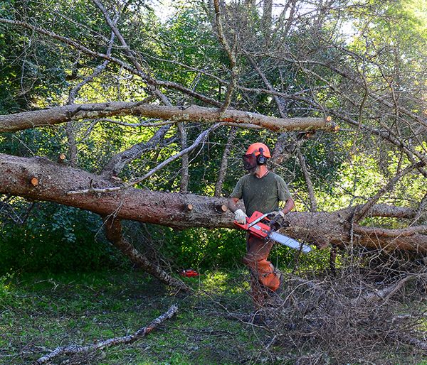 Image of a man removing a tree