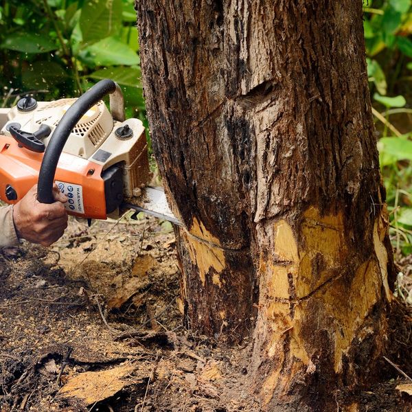 tree being cut