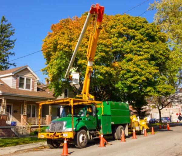 tree removal company