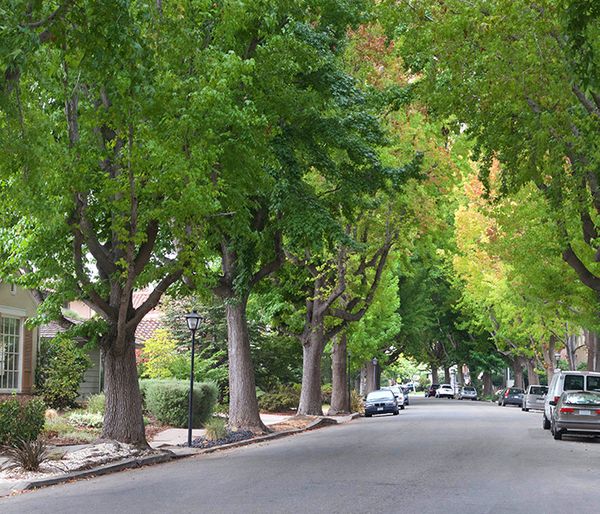 Image of trees in a neighborhood