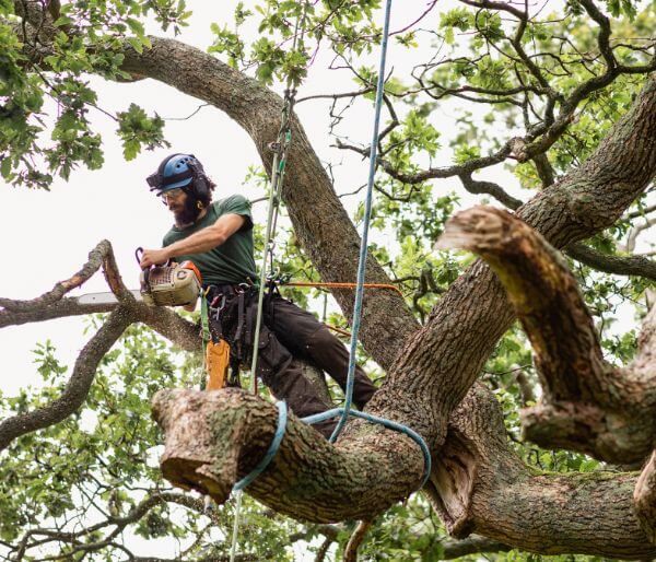 tree trimmer