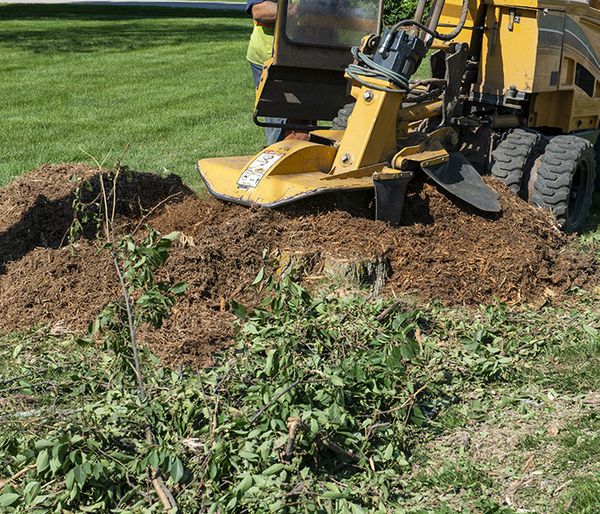 Image of a stump being removed