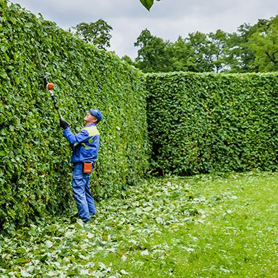 Image of a man trimming a bush and hedge