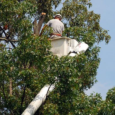 Image of a man removing a tree