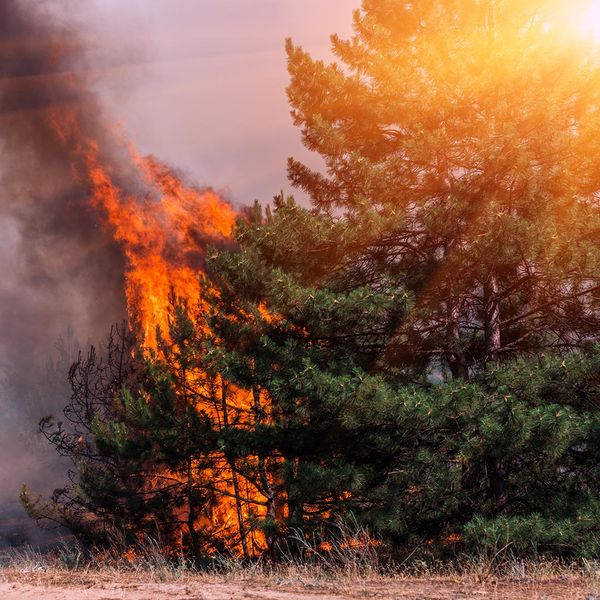 Tree on fire