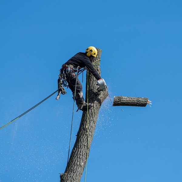 Person in tree using chainsaw