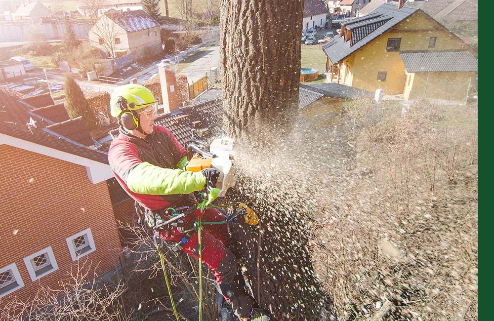 Man with harnessing cutting down tree