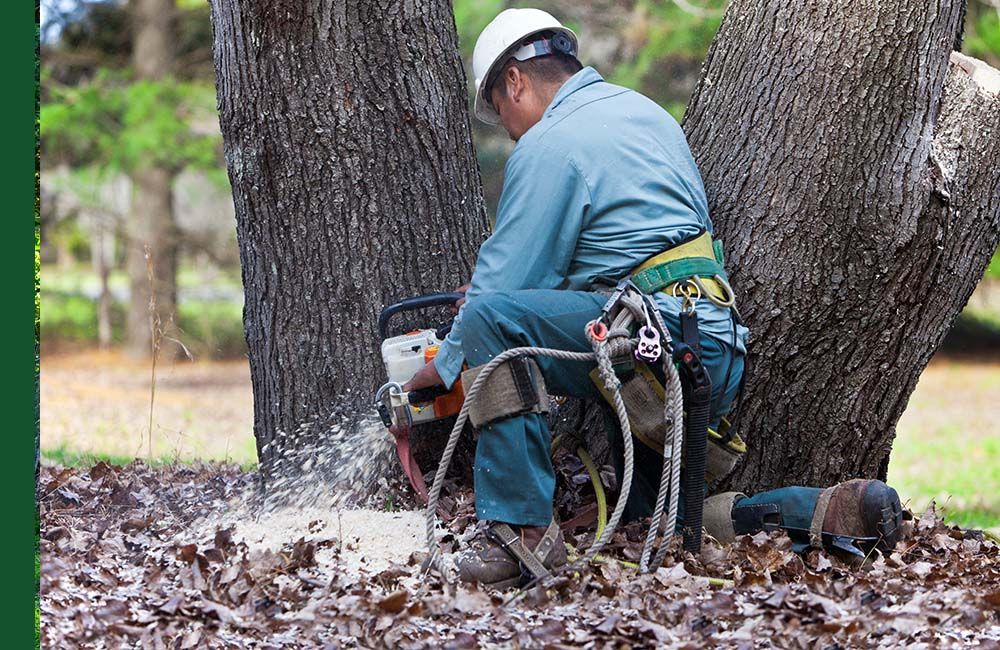 Man using power tool on tree