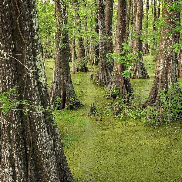 Bald Cypress trees in swamp
