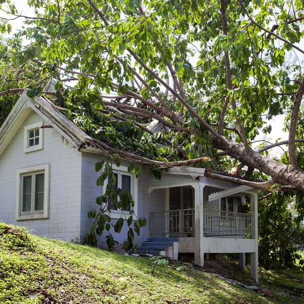 House with large tree laying over on it