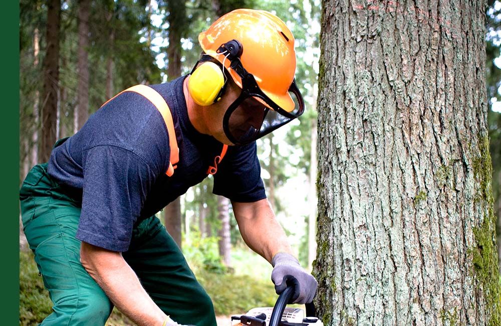 Man doing tree removal service