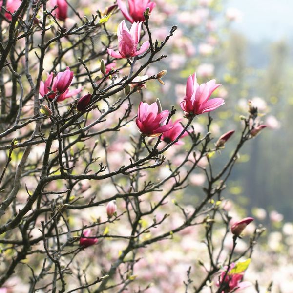 Southern Magnolias 