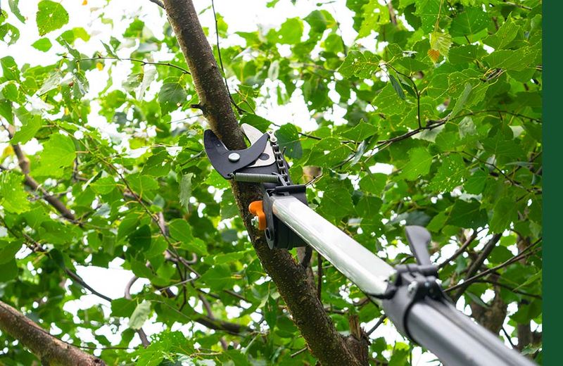 Emergency Tree Service