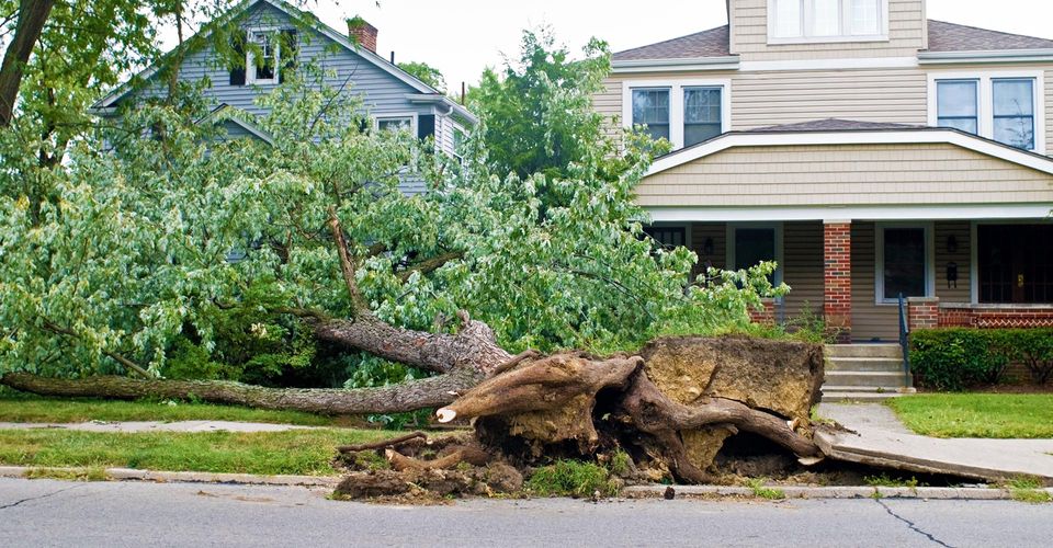 Four Reasons Not to Delay Tree Removal Blitz Featured Image.jpg