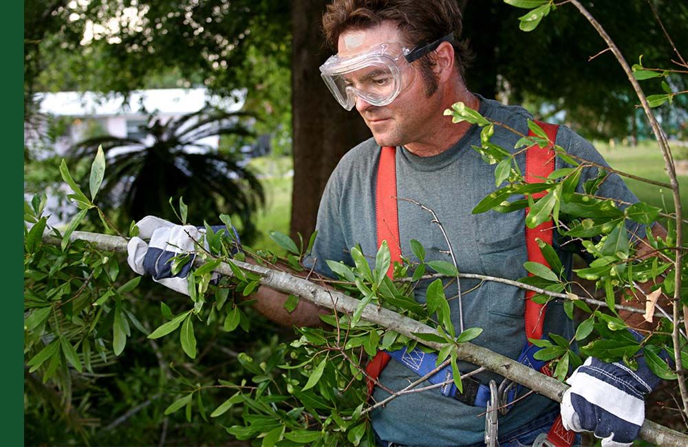 Man inspecting branch with safety glasses