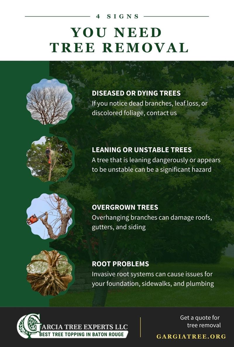 4 Signs You Need Tree Removal