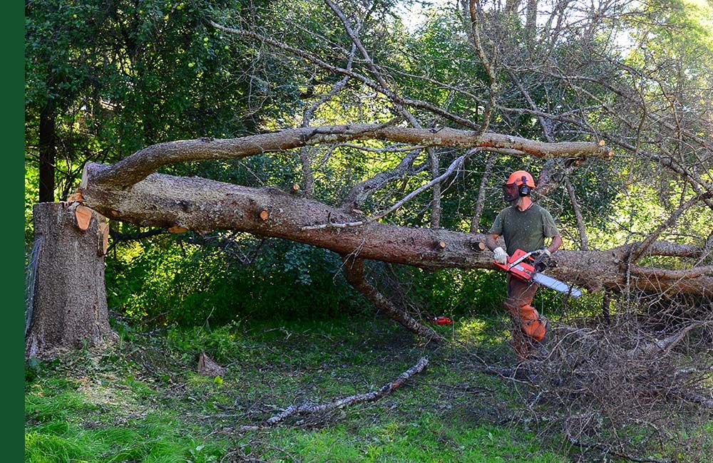 Man felling tree