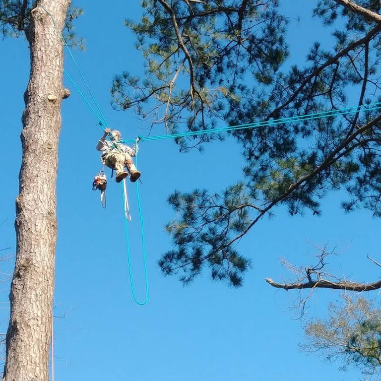 Image of a man in a harness up in the trees working on tree removal
