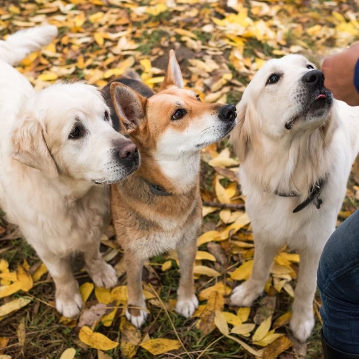 three dogs looking at trainer